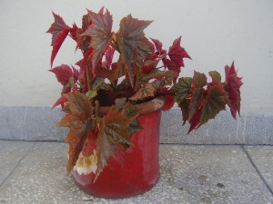 Angel_Wing_Begonia