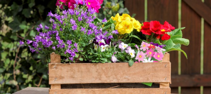 Blommor – generellt