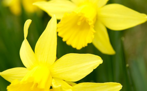 Dödliga blommor