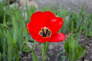 red tulpan