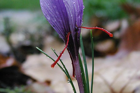Dyraste blommorna