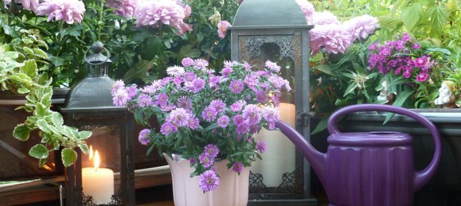 Lättskötta blommor för balkongen Lättskötta blommor för balkongen