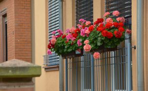 balcony-plants-1159382_960_720