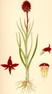 Gymnadenia_nigra