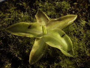 1200px-Pinguicula_vulgaris