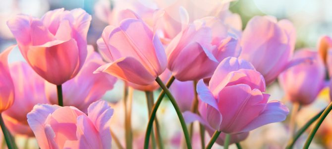 Blommors betydelse