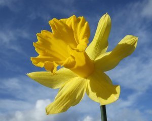 Blommor och deras dofter