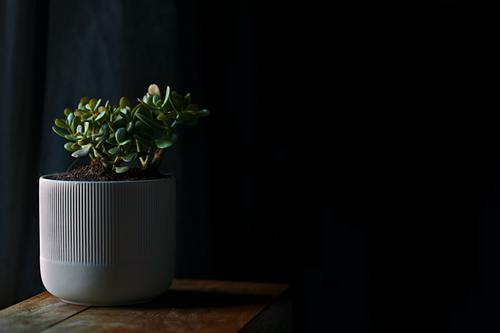 Perfekta förråd för att övervintra växter och inredning Perfekta förråd för att övervintra växter och inredning