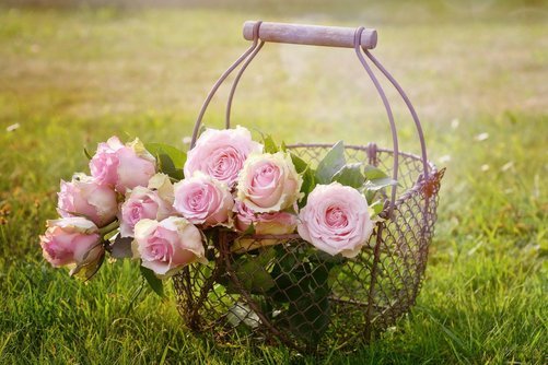 Odla egna blommor