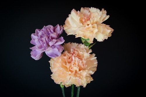 Champagnefärgade blommor