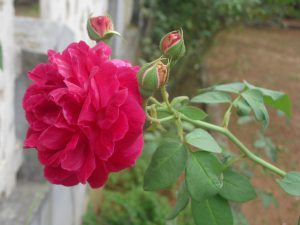 rose_flower01