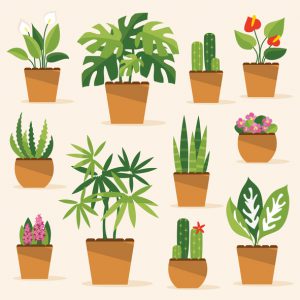 Houseplants. Vector Illustration